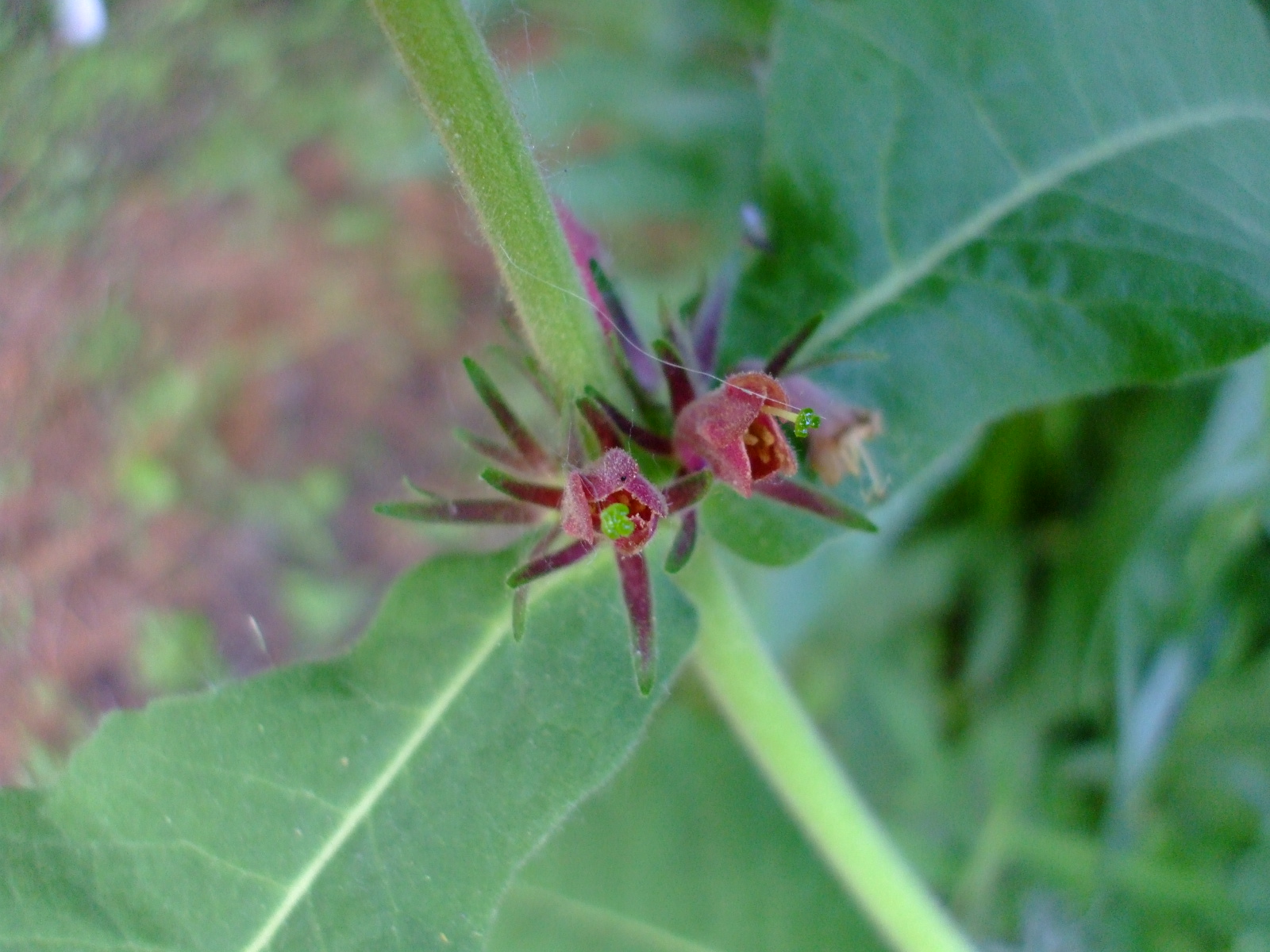 Triosteum perfoliatum